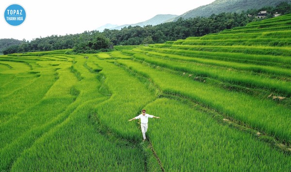 Hình ảnh ruộng bậc thang xanh mướt từ Kho Bản Mường nhìn xuống