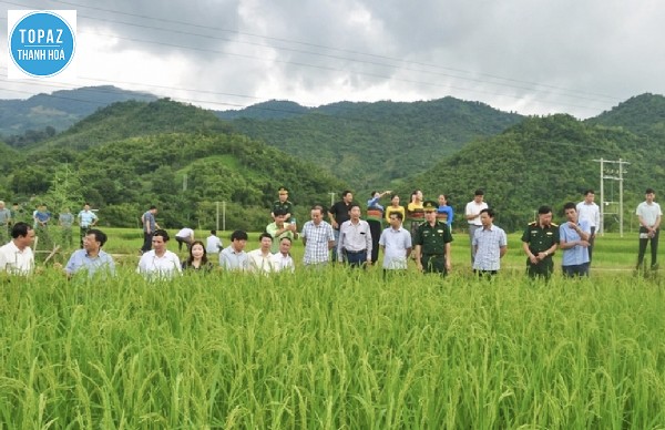 Tình hình phát triển kinh tế của huyện Mường Lát 